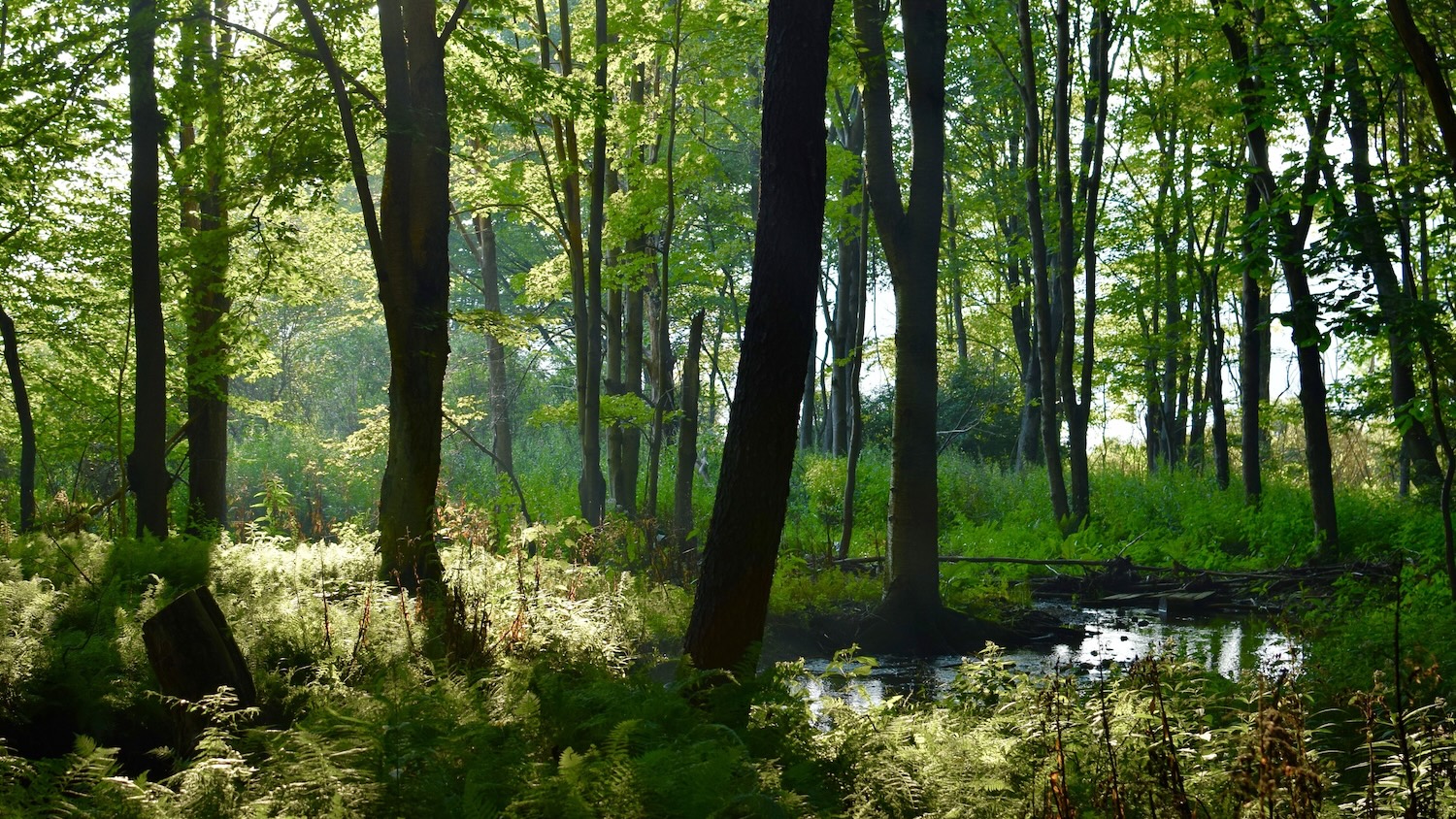Top 7 der schönsten Routen zum Wandern in und rund um Köln